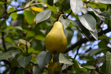 One ripe sweet pear hangs against the background of its leaves.
