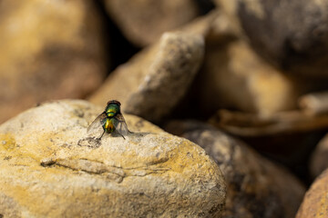 Fliege auf Steinen
