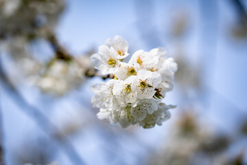 Kirschblüte