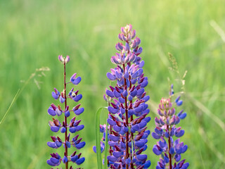 Lupin flowers blooms in the field.