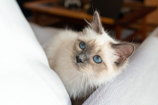 Portrait d'un chaton sacr&eacute; de Birmanie