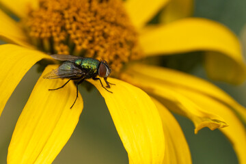 Fliege saugt an gelber Blüte