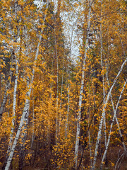 Fototapeta premium Autumn forest with yellow birches.