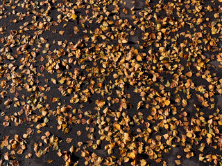 Dry yellow leaves on the asphalt in the sunny autumn.