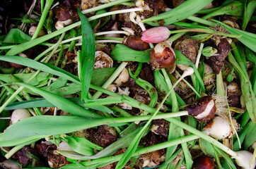 Tulip flowers with bulbs on the table.