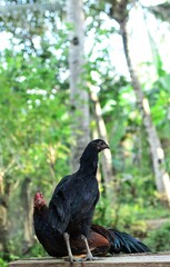 Poultry inside cage