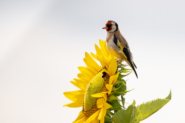 Stieglitz auf einer Sonnenblume