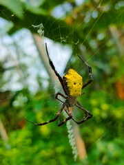 Beautiful natural ants photo from banyumas, jawa tengah, indonesia