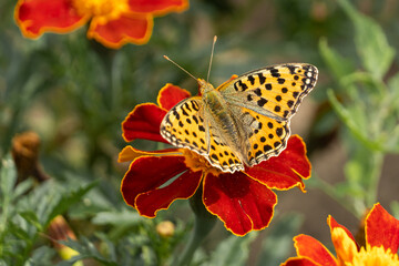 Schmetterling auf Blüte