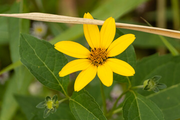 gelbe Blume Blüte