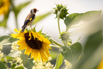 Stieglitz auf einer Blume