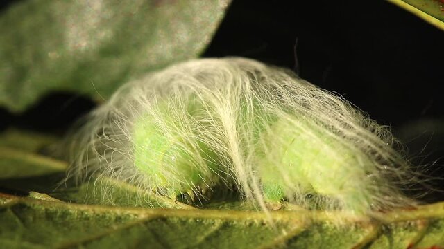 Miller moth Caterpillar. Scientific name, Acronicta leporina. Caterpillar is covered in hairs which contain toxins to cause irritation.