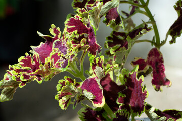 The oils are perennial plants native to Africa and tropical Asia. In the current classifications they constitute a taxonomic genus, the genus Solenostemon. At one time the coleos were classified in th