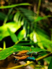 Beautiful natural plants photo from banyumas, jawa tengah, indonesia