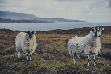 Obraz premium sheep on a hill