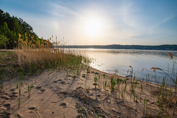 Morning landscape, pink dawn on the Kama River, sunlight through the tall reeds on the shore.