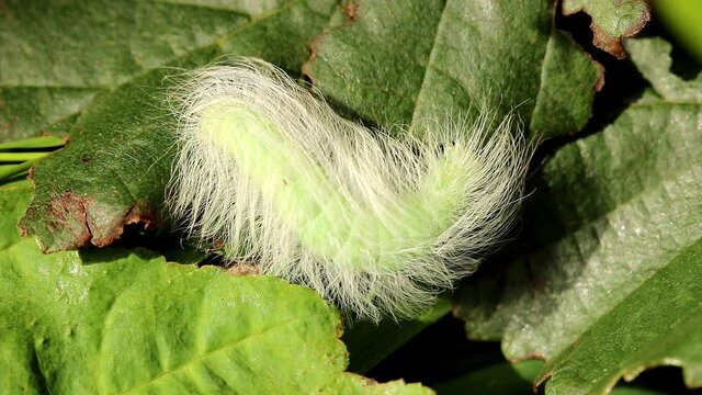 A Miller moth Caterpillar. Scientific name, Acronicta leporina. Caterpillar is feeding on some Alder leaves.
