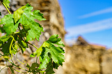 Grape leaves in old town with blue sky.
