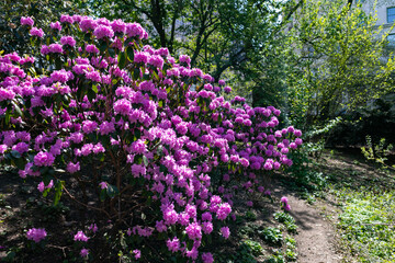 Beautiful Blooming Purple Flowers on a Bush during Spring at Central Park in New York City