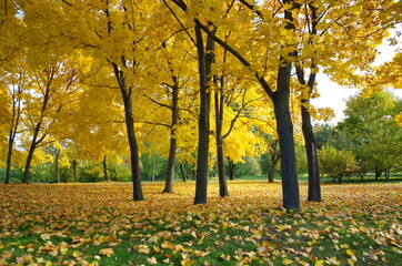 Yellowed maples with fallen leaves in the autumn park