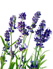 lavender herb with lila flowers close up