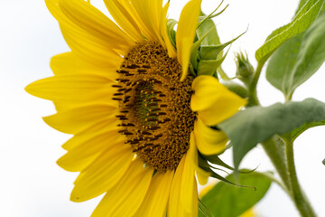 Sonnenblume