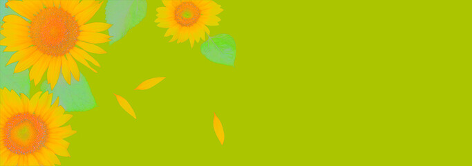 Border of yellow sunflowers with leaves and petals isolated on green background with clipping path.