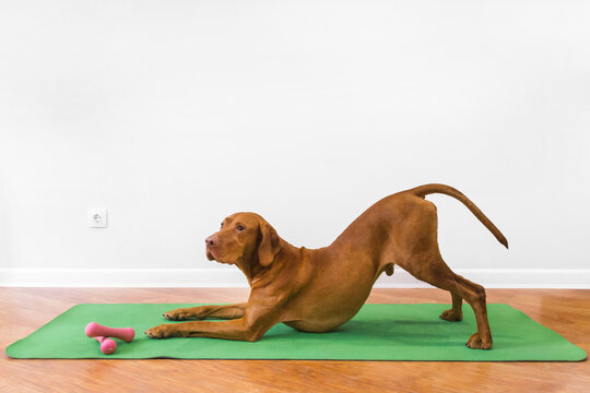 the dog is doing yoga at home on a green fitness mat 