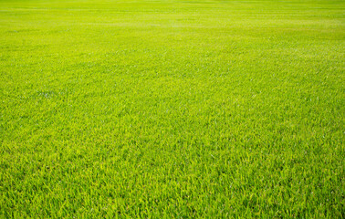 Obraz na płótnie Canvas Green meadow grass field from outdoor park