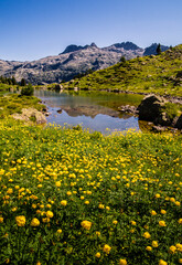 Fototapeta na wymiar Ibon de montaña con flores amarillas en primer plano y altas montañas de fondo.