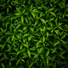 Fototapeta premium tropical leaves background, dark green nature foliage, abstract nature background