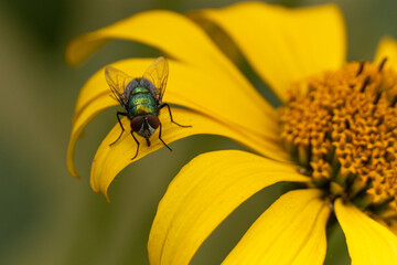 Fliege auf Blüte