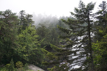 fôret cascade