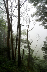 Bosque de Torán (Valle de Arán, Cataluña)