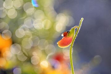A red ladybug is looking for food on a dandelion, on a nice colored background