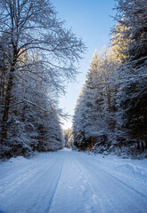 Waldwinterweg als Weg in kalter Schneelandschaft an sonnigem Tag