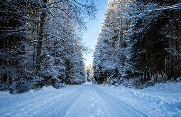 Forest winter way as track in cold snowy landscape on sunny day