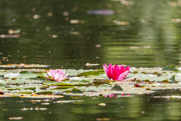 bl&uuml;hende Seerosen im sommerlichen Teich