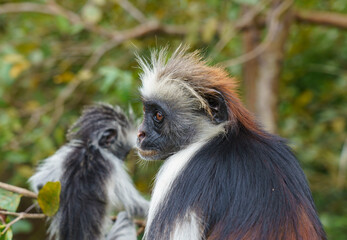 Fototapeta na wymiar Colobus, Endemic Monkey In Jozani Forest, Zanzibar Tanzania Stock Photo