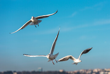 Fototapeta na wymiar two seagulls flying in the sky