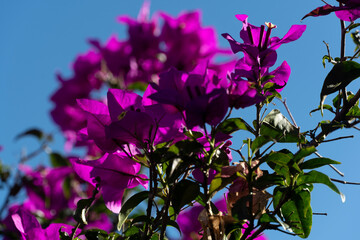 The genus Bougainvillea, popularly known as bougainvillea or bugambilia, is a genus of the family...