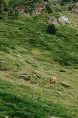 cows in the mountains