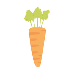 vegetable fresh carrot