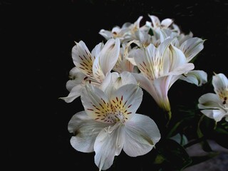 Fototapeta na wymiar planta flor lírio - lilium