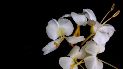 Fototapeta na wymiar planta flor lirio do brejo - hedychium coronarium
