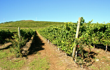 Fototapeta na wymiar Rosal Vineyards in Galicia, Spain