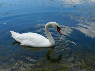 swan on the water