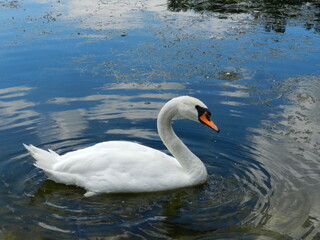 swan on the water