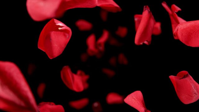 Super slow motion of falling rose petals on clear black background. Filmed on high speed cinema camera, 1000 fps.