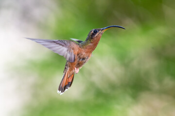 A Rufous-breasted Hermit hummingbird (Glaucis hirsutus) hovering in the air with a blurred green background. Tropical bird in garden.